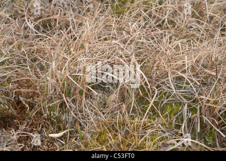 Oeufs en nid de Dunlin camouflé de la toundra sur la plaine côtière de l'Arctique, NPR, Alaska Banque D'Images