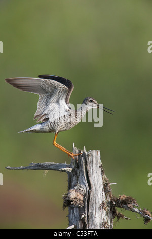 Grand Chevalier fait un affichage plus territoriale nid par l'atterrissage sur un arbre mort avec des ailes ouvertes, Delta de la rivière Copper, Alaska Banque D'Images