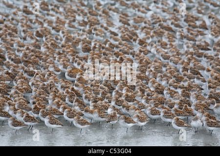 Troupeau de rivage (surtout les bécasseaux et les bécasseaux variables) se percher durant la migration de printemps sur le delta de la rivière Copper, Alaska Banque D'Images