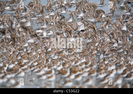 Grande bande de rivage en vol sur des vasières d'Hartney Bay durant la migration de printemps, Delta de la rivière Copper, Alaska Banque D'Images