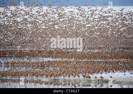 Grande bande de rivage en vol sur des vasières d'Hartney Bay durant la migration de printemps, Delta de la rivière Copper, Alaska Banque D'Images