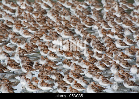 Grande bande de Bécasseaux d'sur les vasières de Hartney Bay durant la migration de printemps, Delta de la rivière Copper, Alaska Banque D'Images