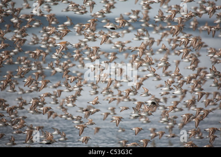 Grande bande de rivage en vol sur des vasières d'Hartney Bay durant la migration de printemps, Delta de la rivière Copper, Alaska Banque D'Images