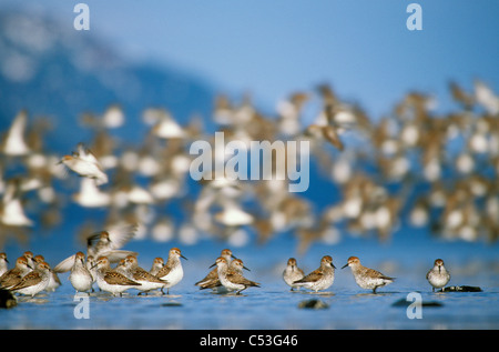 Troupeau de rivage (surtout les bécasseaux et les bécasseaux variables) au cours de la migration printanière, Delta de la rivière Copper, Southcentral Alaska Banque D'Images