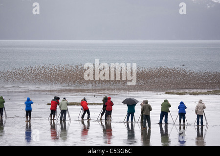 Les observateurs d'oiseaux de rivage en troupeaux photographie Hartney Bay pendant la Festival des oiseaux de rivage, Delta de la rivière Copper, Alaska Banque D'Images