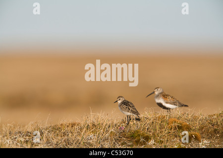 Le bécasseau semipalmé et le Bécasseau variable date de la toundra sur la plaine côtière de l'Arctique, NPR, Alaska Banque D'Images