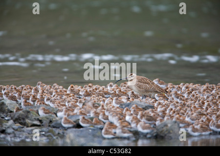 Courlis corlieu se percher avec les bécasseaux dans Odiak marécages pendant la migration du printemps, Delta de la rivière Copper, Southcentral Alaska Banque D'Images