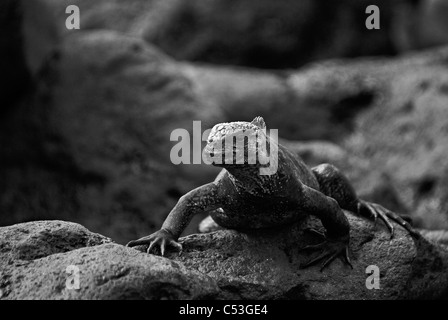 Iguane marin (Amblyrhynchus cristatus) endémique de Galápagos. Image en noir et blanc. Banque D'Images