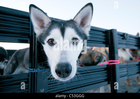 Close up d'un Alaskan Husky en attente d'être chargée dans un avion pour le transport, Gates of the Arctic National Park , Alaska Banque D'Images