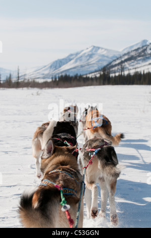 Alors que le point de vue de Musher mushing sur l'embranchement nord de la rivière Koyukuk dans Gates of the Arctic National Park , Alaska Banque D'Images