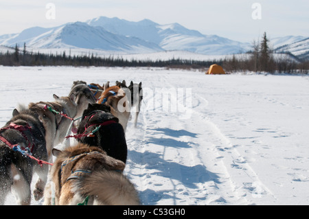 Alors que le point de vue de Musher mushing sur l'embranchement nord de la rivière Koyukuk dans Gates of the Arctic National Park , Alaska Banque D'Images