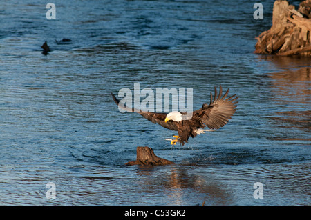 Aigle à tête attrape un poisson hooligan dans ses serres, tandis que la pêche dans l'Alaganik Slough, forêt nationale de Chugach, Cordova, en Alaska Banque D'Images