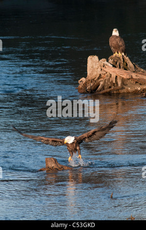 Aigle à tête attrape un poisson hooligan dans ses serres, tandis que la pêche dans l'Alaganik Slough, forêt nationale de Chugach, Cordova, en Alaska Banque D'Images