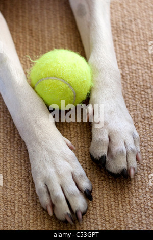Pattes d'un dalmatien/pointeur-croix avec balle de tennis Banque D'Images