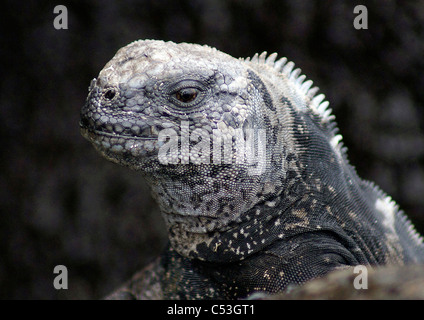 Iguane marin (Amblyrhynchus cristatus) lizard close up portrait prises sur une plage de San Cristobal - Îles Galápagos Banque D'Images