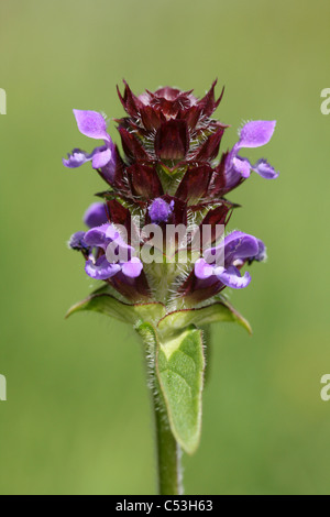 L'auto-guérir Prunella vulgaris Banque D'Images