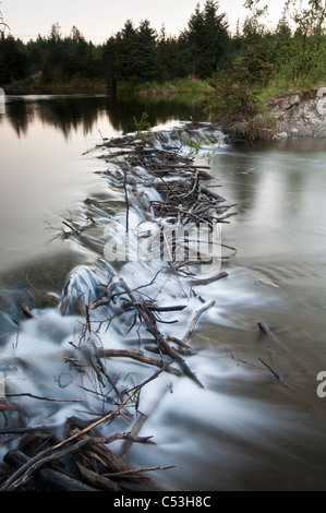 Vue d'un barrage de castor afin de ralentir le débit de l'eau d'un ruisseau dans le lac Mendenhall, Juneau, Alaska Banque D'Images