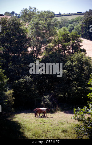 Les enclos et les chevaux,Bay, cheval, nature, sur le terrain, en milieu rural, la paix, le pâturage, idylle rurale,ANGLETERRE,pastorale Banque D'Images
