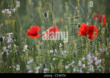 Des coquelicots sauvages vu dans champ arable Banque D'Images