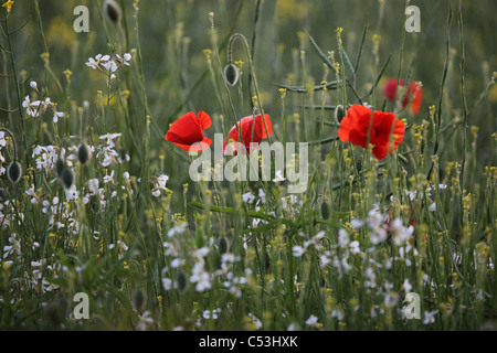 Des coquelicots sauvages vu dans champ arable Banque D'Images