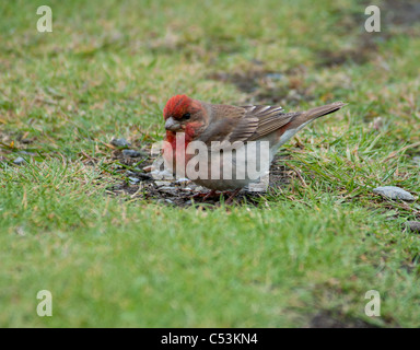 Rose à Sumbrugh finch tête sur le îles Shetland en Écosse. 7467 SCO. Banque D'Images