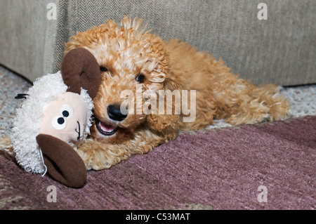 Un jeune labradoodle puppy repose à l'intérieur tout en mâchant sur un jouet. Banque D'Images