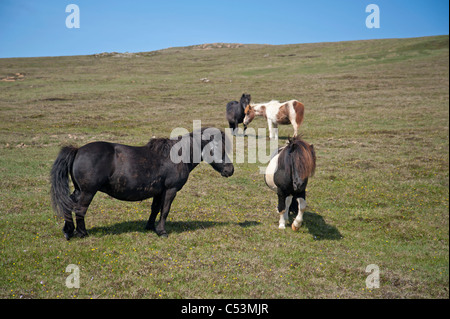 Le pâturage sur poneys Shetland, les pâturages de montagne Baltasound, Unst, îles Shetland, en Écosse. 7478 SCO Banque D'Images