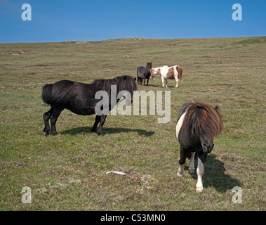 Le pâturage sur poneys Shetland, les pâturages de montagne Baltasound, Unst, îles Shetland, en Écosse. 7479 SCO Banque D'Images