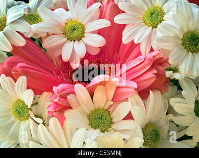 Gerbera rose entouré de fleurs de marguerites blanches. Banque D'Images