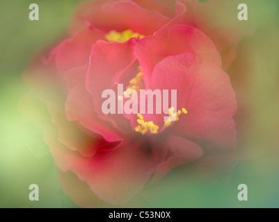 Close up de Camellia japonica 'Kramers Supreme'. Banque D'Images