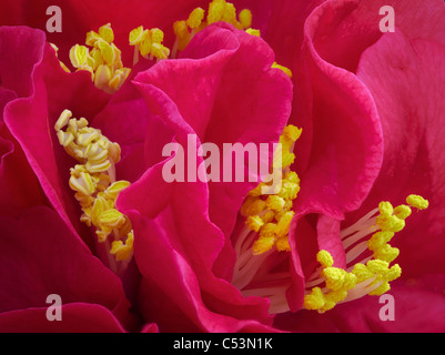 Close up de Camellia japonica 'Kramers Supreme'. Banque D'Images