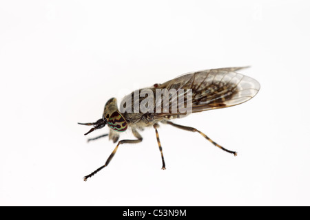 Gros plan macro d'un Cleg-Fly Haematopota pluvialis Banque D'Images