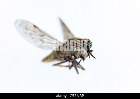 Gros plan macro d'un Cleg-Fly Haematopota pluvialis montrant yeux colorés Banque D'Images