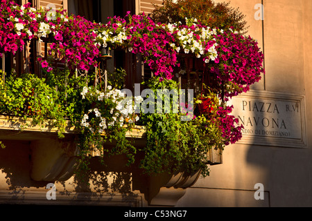 Tôt le matin la lumière jette des ombres sur balcon fleurs à Piazza Navona, Rome Lazio Italie Banque D'Images