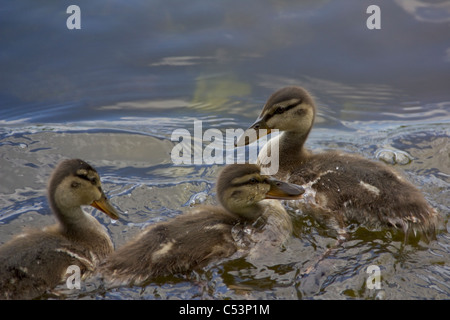 Vue rapprochée de trois petits canetons jouant dans l'eau Banque D'Images