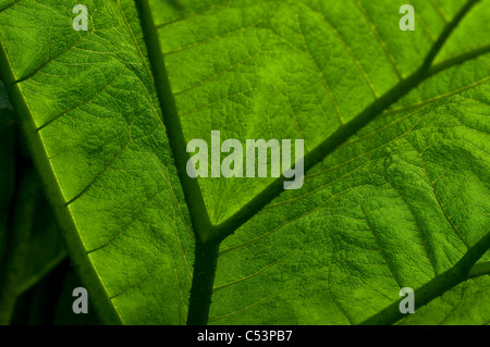 - Gunnera manicata rhubarbe géante Banque D'Images