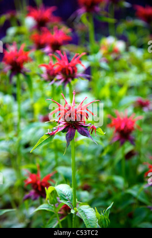 Plante en fleur monarde Squaw Banque D'Images