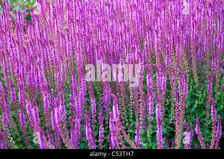 Salvia Nemorosa 'Amethyst' fleurs dans un jardin border Banque D'Images