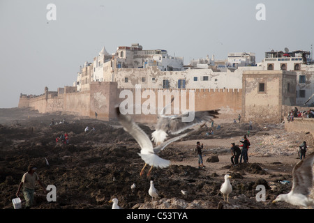 La digue avec des gens grimper sur les rochers vu par les mouettes Essaouira Banque D'Images