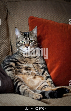 Rayé Tabby cat assis bien droit sur un canapé marron avec un oreiller rouge derrière son dos. Banque D'Images