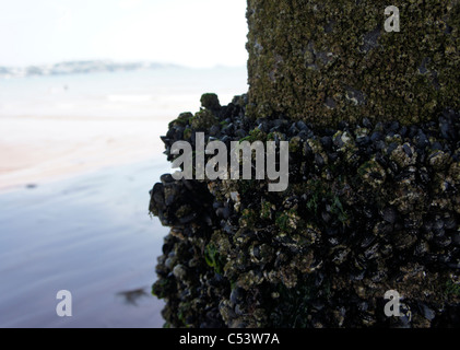 Weathered pier prend en charge au beach couverts dans les muscles, la lutte contre les mauvaises herbes, les crustacés. Banque D'Images