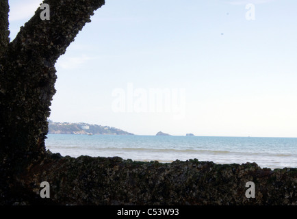 Weathered pier prend en charge au beach couverts dans les muscles, la lutte contre les mauvaises herbes, les crustacés. Banque D'Images