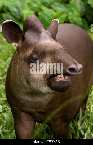 Lowland tapir Tapirus terrestris également connu sous le nom de l'Amérique du Sud, le tapir, le tapir du Brésil (en portugais) ou Anta. Prisonnier Banque D'Images