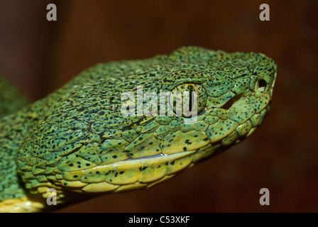 Deux forêts à rayures viper (Bothriopsis bilineata) près de l'Amazone au Pérou Amérique du Sud Banque D'Images