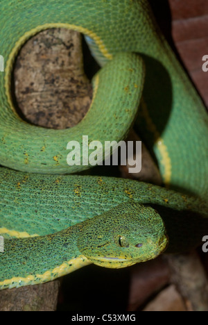 Deux forêts à rayures viper (Bothriopsis bilineata) près de l'Amazone au Pérou Amérique du Sud Banque D'Images