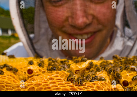 L'apiculteur les abeilles Apis mellifera (Modèle 1992) Banque D'Images