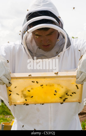 L'apiculteur les abeilles Apis mellifera (Modèle 1992) Banque D'Images