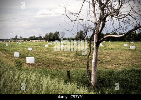 Vieux, arbre mort, couvert donnant sur le foin en cubes dans un champ. Banque D'Images