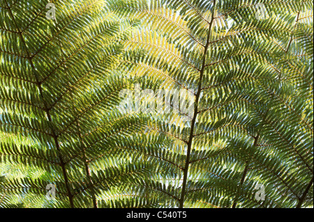 Cyathea Dealbata. Les frondes de fougère d'arbre d'argent Banque D'Images