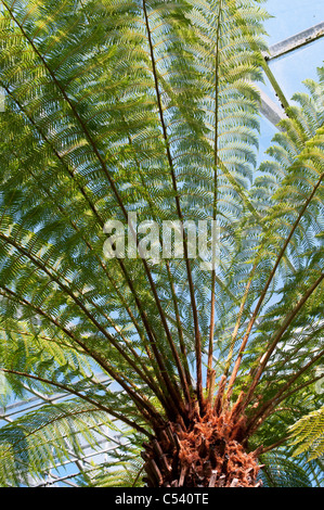 Dicksonia antarctica fougère arborescente à Royal Botanic Gardens, Édimbourg. L'Ecosse Banque D'Images